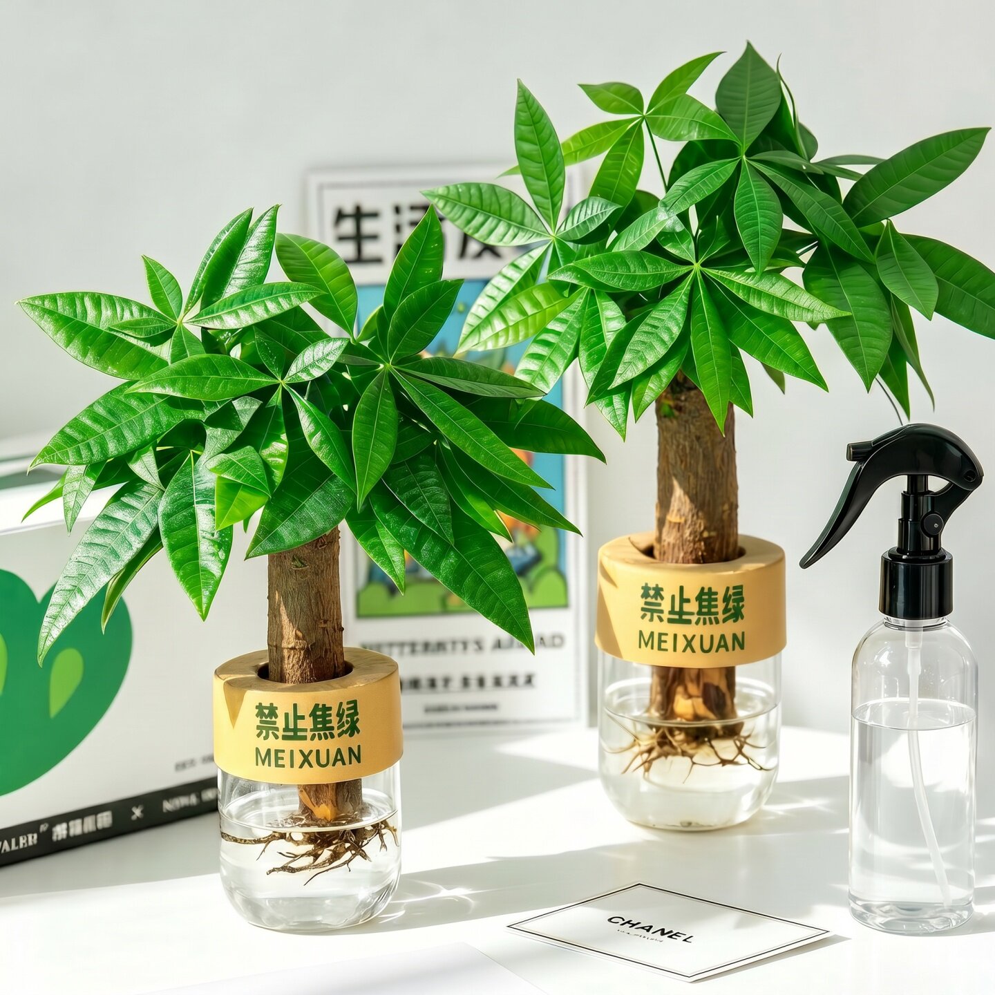 水培植物发财树小盆栽铂金钻春羽水培植物室内好养小型绿植摆件