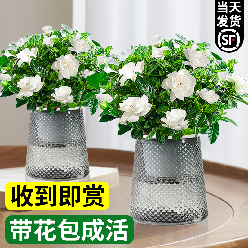 水培植物栀子花盆栽四季开花带花苞室内好养茉莉花卉九里香绿植物