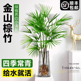 金山棕竹水培植物客厅招财富贵竹子绿植室内好养盆栽花卉办公桌面