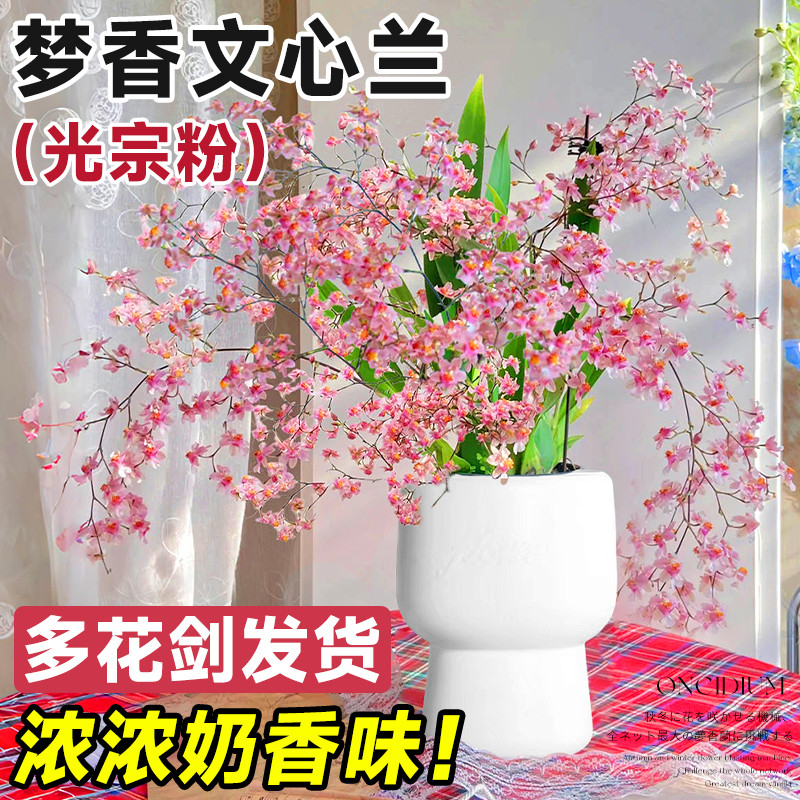 梦香文心兰盆栽带花苞蝴蝶兰香水石斛兰名贵兰花苗四季花卉水培,鲜花速递/花卉仿真/绿植园艺,国兰/杂交兰/洋兰类,淘宝优惠券,粉丝福利购,淘宝优惠卷