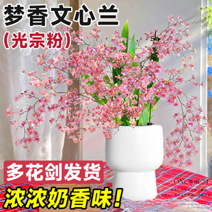梦香文心兰盆栽带花苞蝴蝶兰香水石斛兰名贵兰花苗四季花卉水培