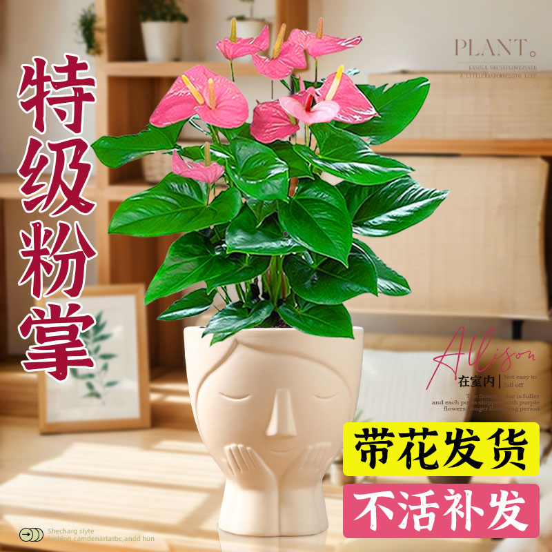 特级粉掌盆栽室内阳台四季开大花