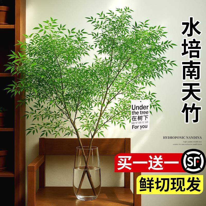 南天竹水培植物室内好养花卉桌面水养鲜切枝吊钟绿植带根老桩盆栽