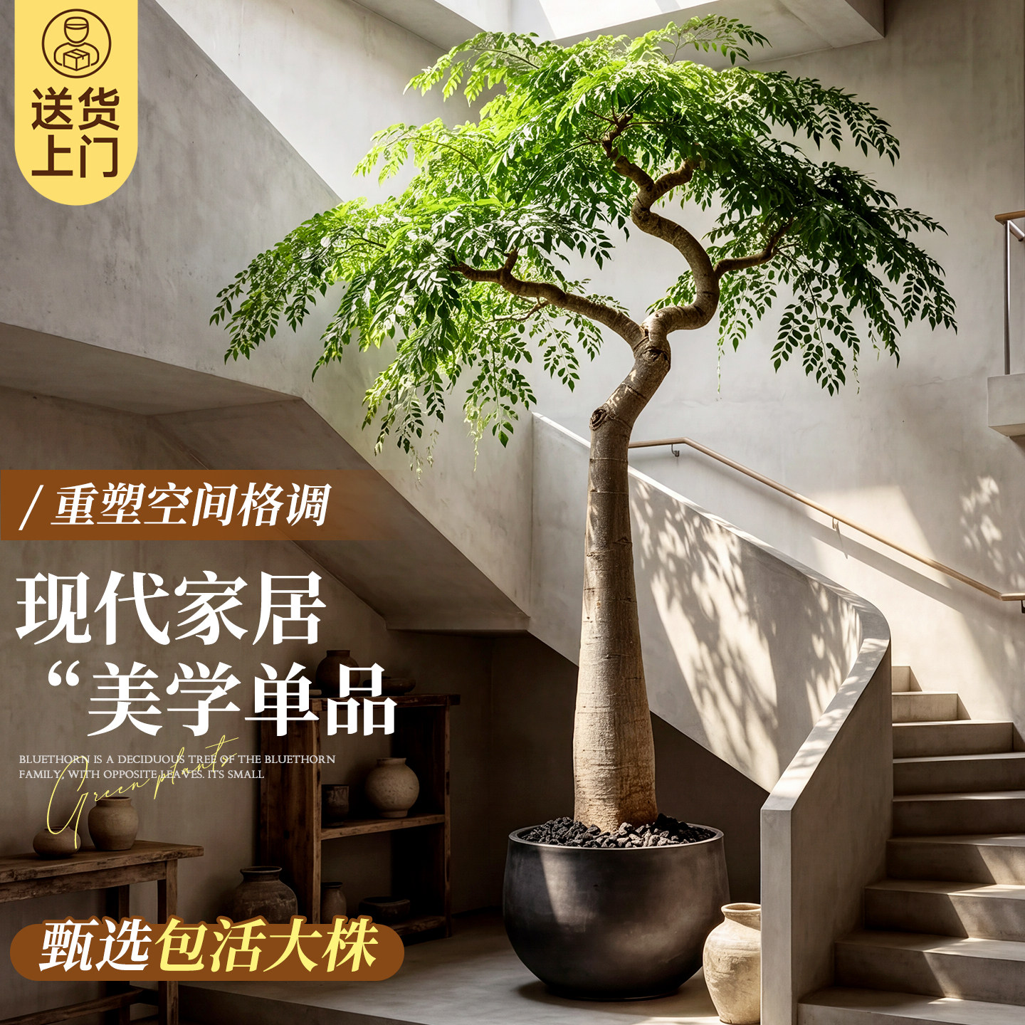象腿树大型绿植盆栽室内客厅落地