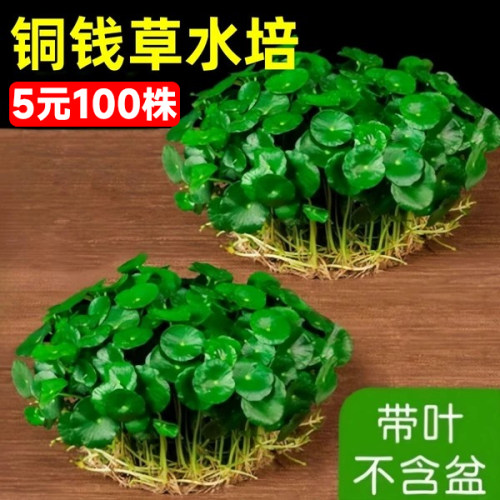 【不活包赔】满意率100%水培好养