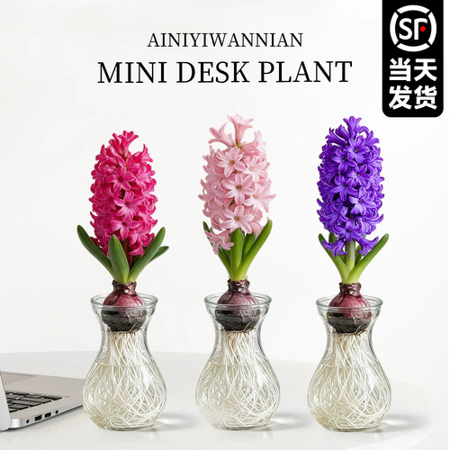 【带芽发货】风信子种球水培植物