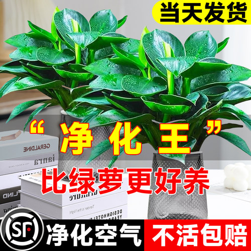 限时抢购5.8起!大叶金钻带花苞