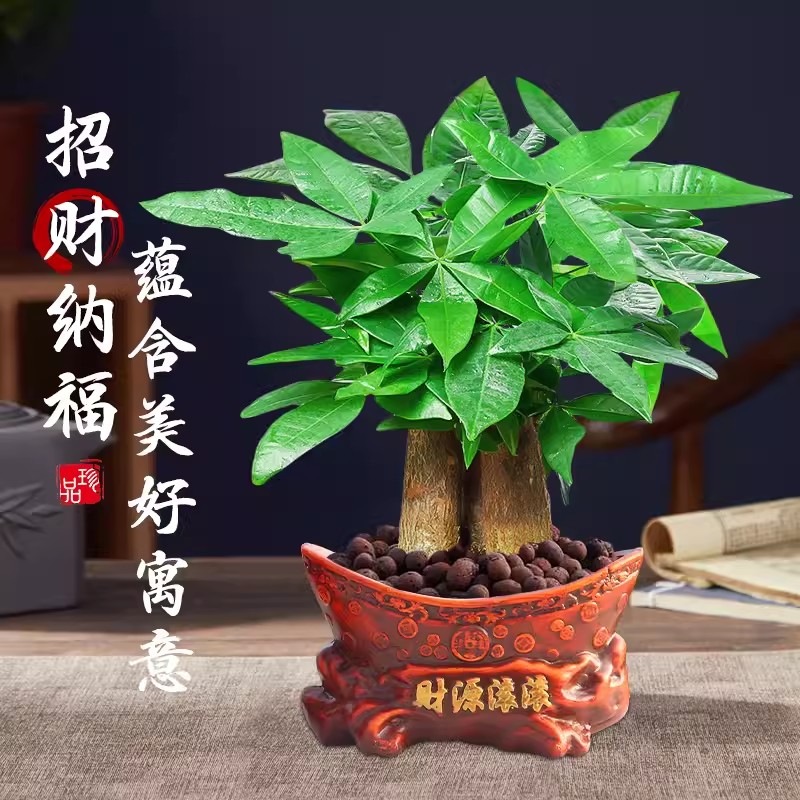 发财树盆栽花卉绿植物办公