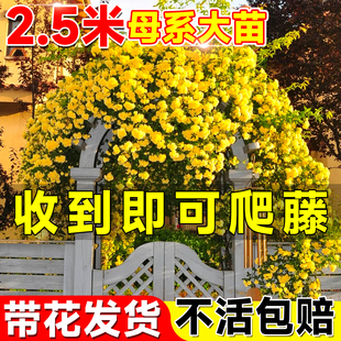 重瓣黄木香花苗爬藤植物花卉红木香树苗蔷薇阳台庭院四季开花盆栽