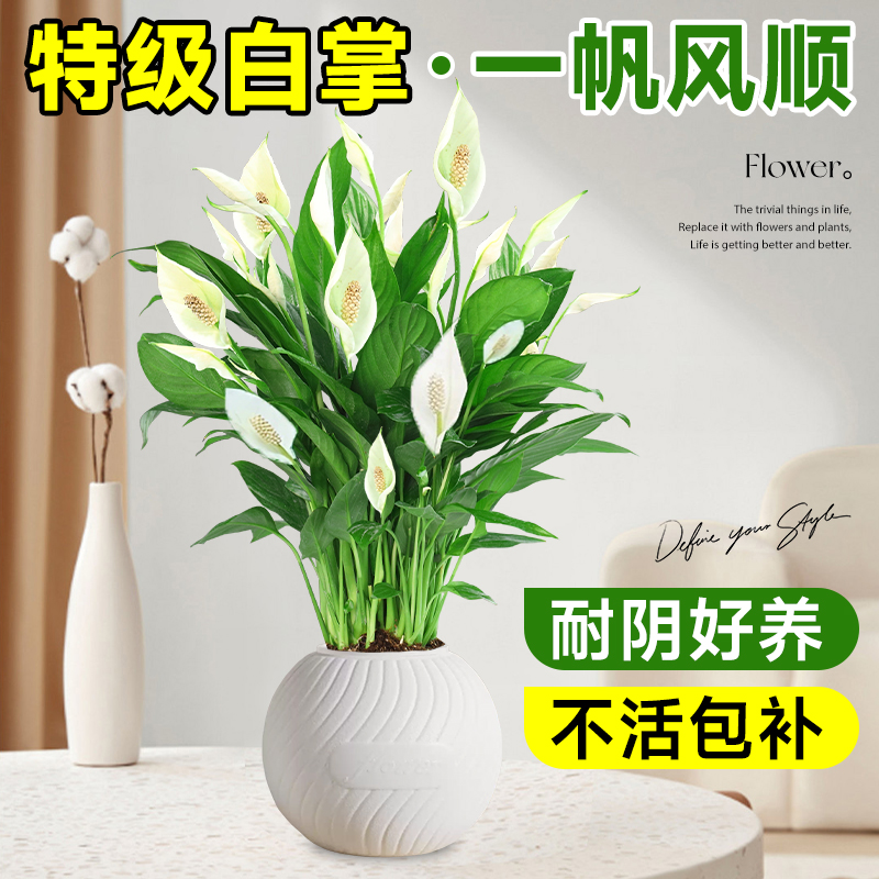 幼儿园水培特级白掌室内懒人植物