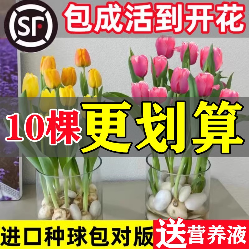 郁金香种球水培花卉植物室内花四季开花种子盆栽花苗土培水养好活