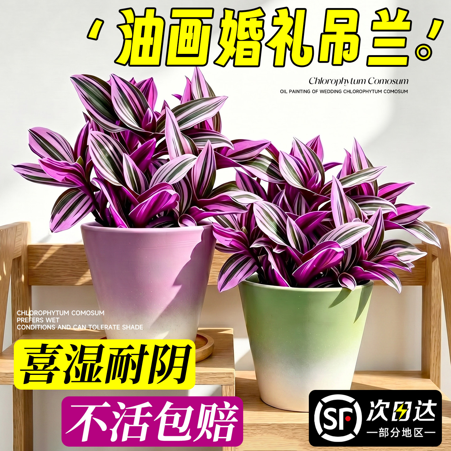 油画婚礼吊兰多肉室内阳台绿植物盆栽紫竹梅紫露兰净化空气好养活