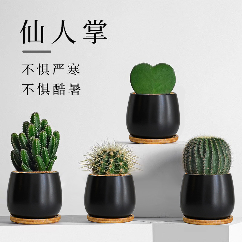 仙人掌室内小盆栽仙人球多肉植物精品种大全桌面绿植花盆稀有金冠