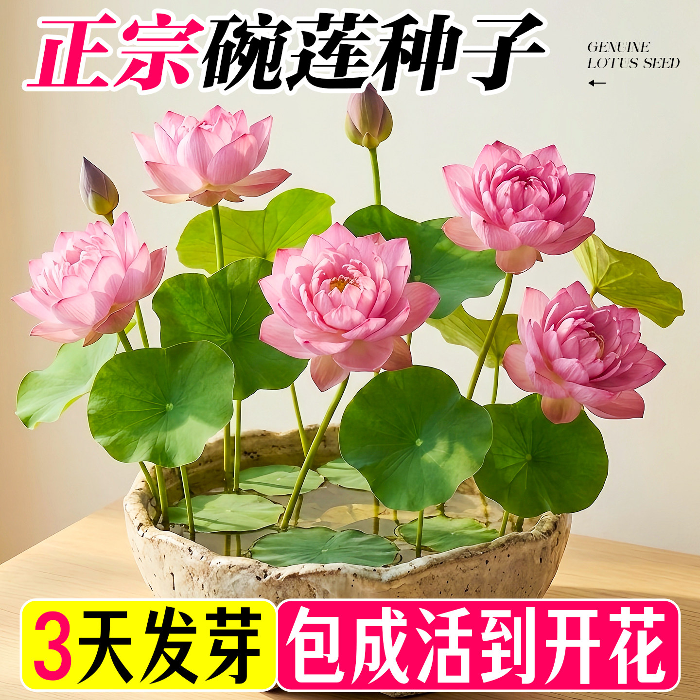 水培碗莲种子四季种植开花盆栽水培荷花阳台水生水养植物种藕莲花