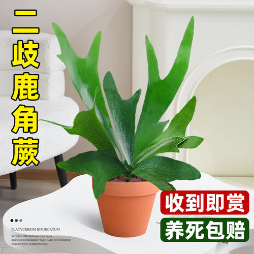 【网红植物】二岐鹿角蕨造型盆栽