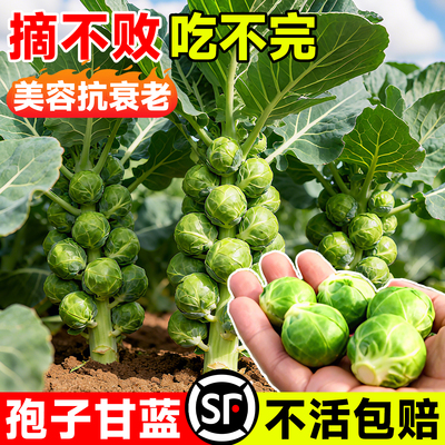 【热销爆款】孢子甘蓝种全国可种