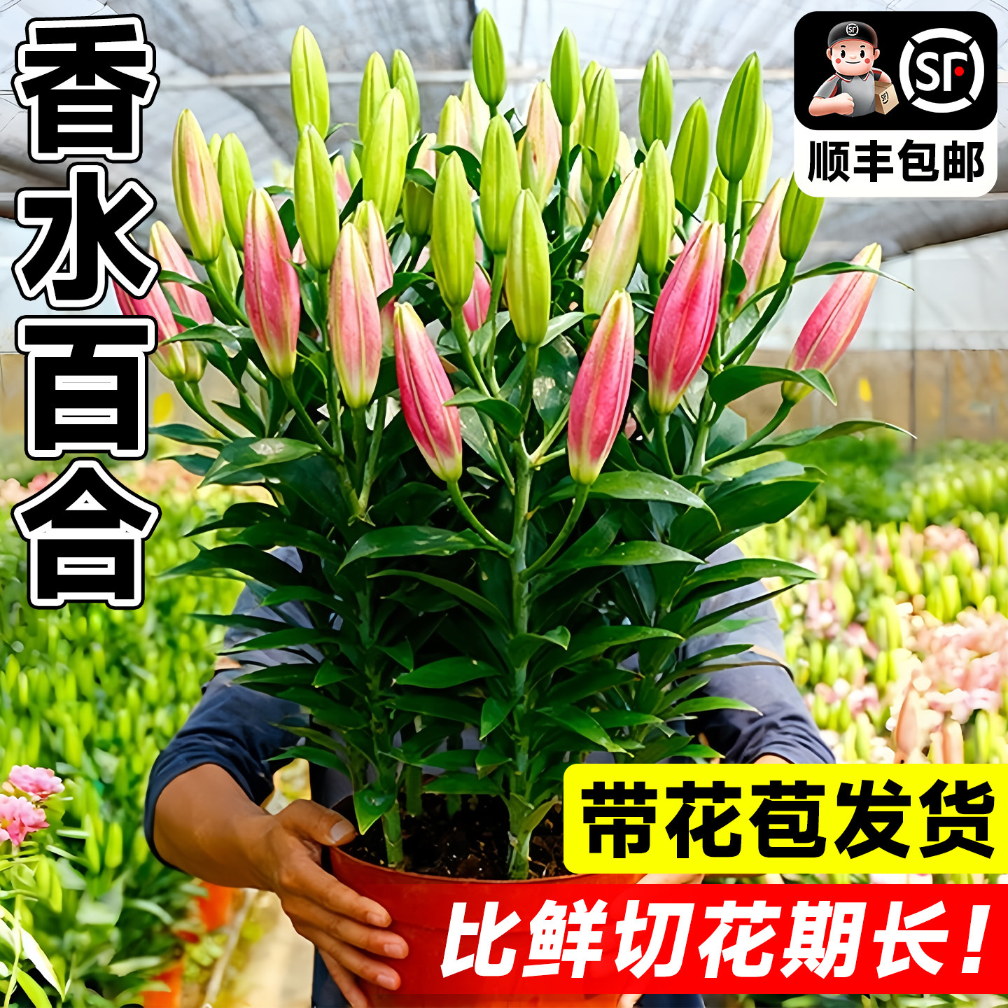 【浓香型】百合花盆栽带花苞室内花卉客厅香水百合鲜花植物阳台