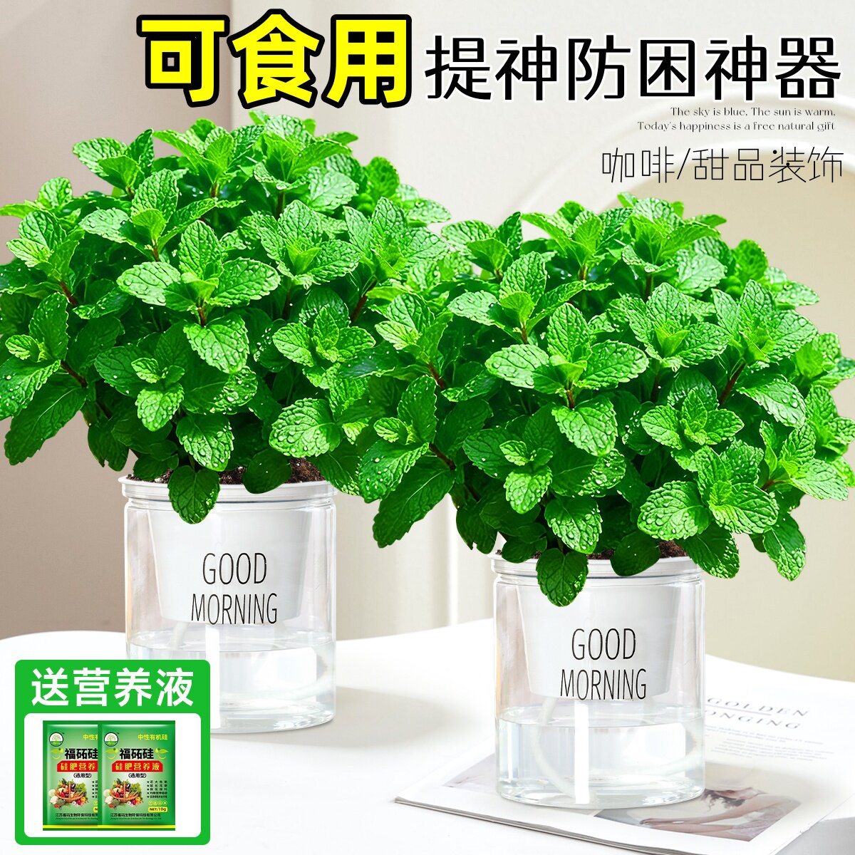 薄荷盆栽可食用水培驱蚊植物办公室内好养桌面小绿植提神防困神器