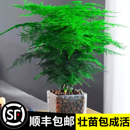 文竹盆栽植物室内净化空气办公室绿植花卉盆栽盆景四季常青小盆栽