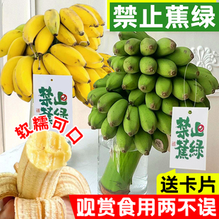 禁止焦虑香蕉水培不蕉绿办公室桌面插花摆件新鲜菠萝观赏芭蕉绿植