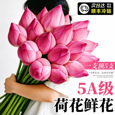 【冷链直达】云南直发荷花鲜花
