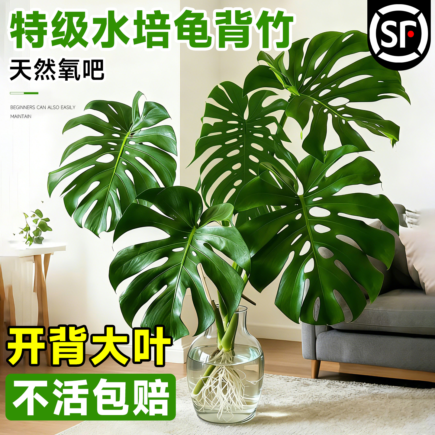 龟背竹水培老桩大叶桌面水养绿植