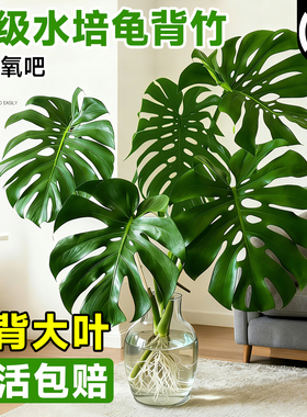龟背竹水培植物老桩大叶桌面水养绿植高级感客厅四季好养活除甲醛