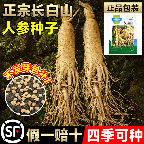 长白山人参种子四季易种植