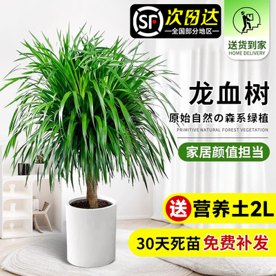 龙血树客厅大绿植龙须树