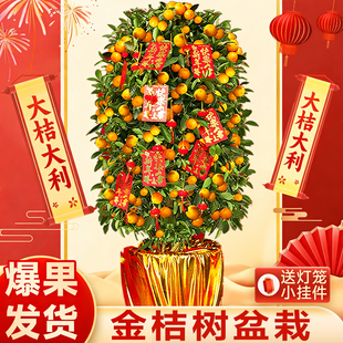 金桔树盆栽可食用客厅年桔橘子带果树苗室内新年宵绿植物四季好养