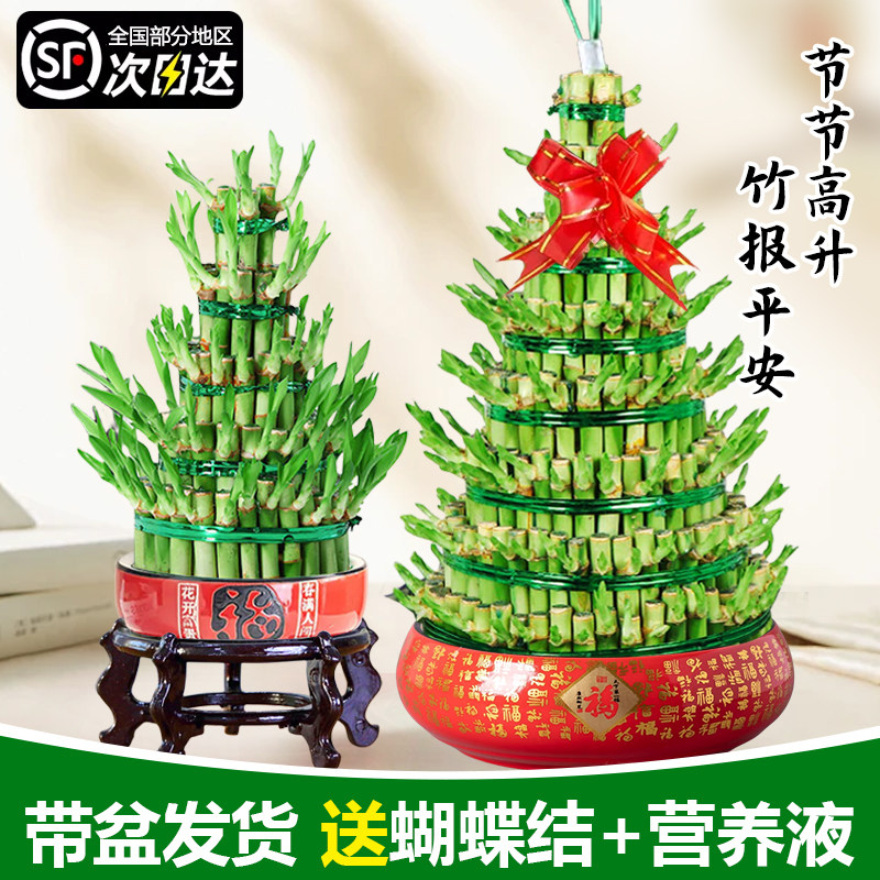 竹塔富贵竹节节高水培植物乔迁摆件盆栽荷花转运发财竹办公室绿植