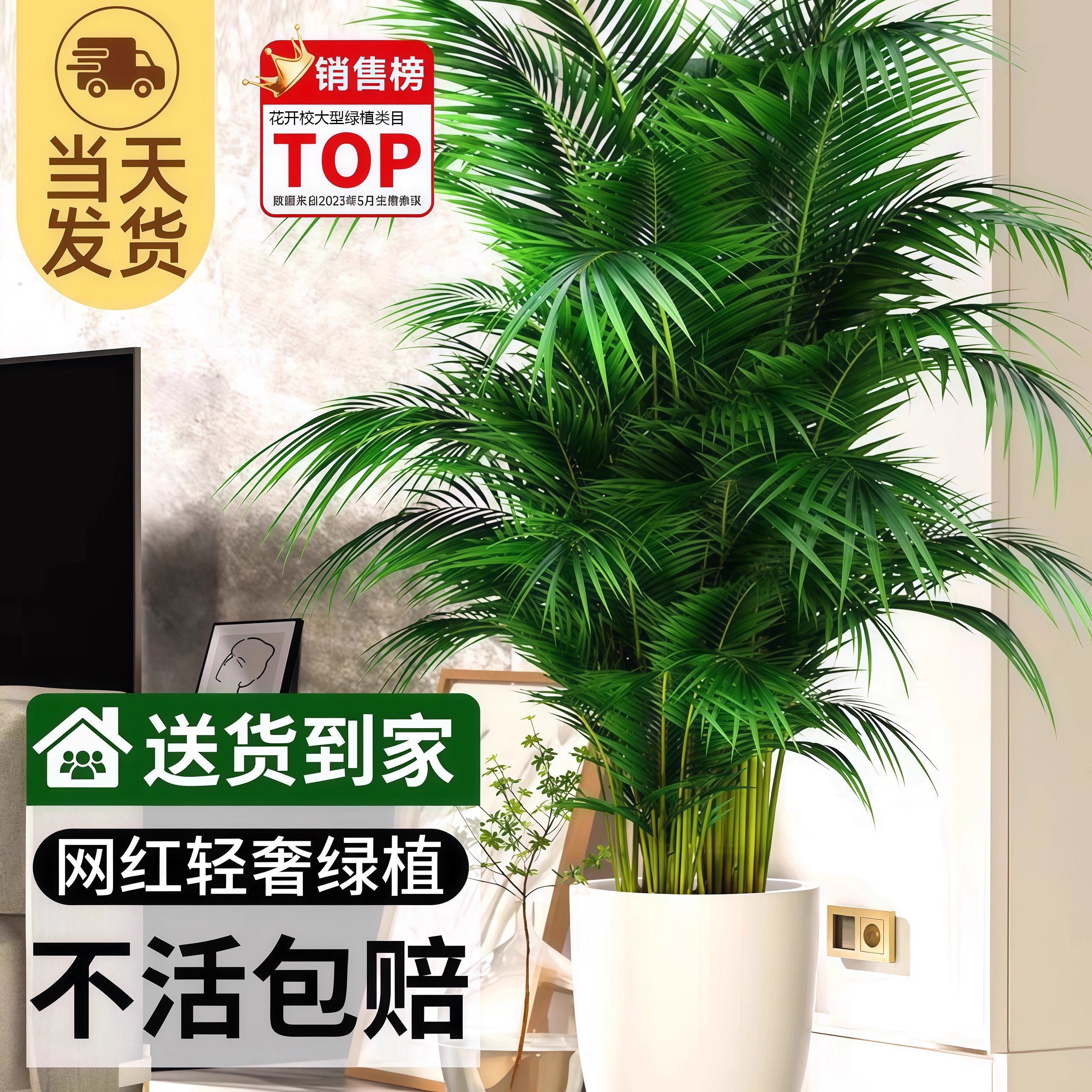 【送货上楼】散尾葵植物盆栽客厅