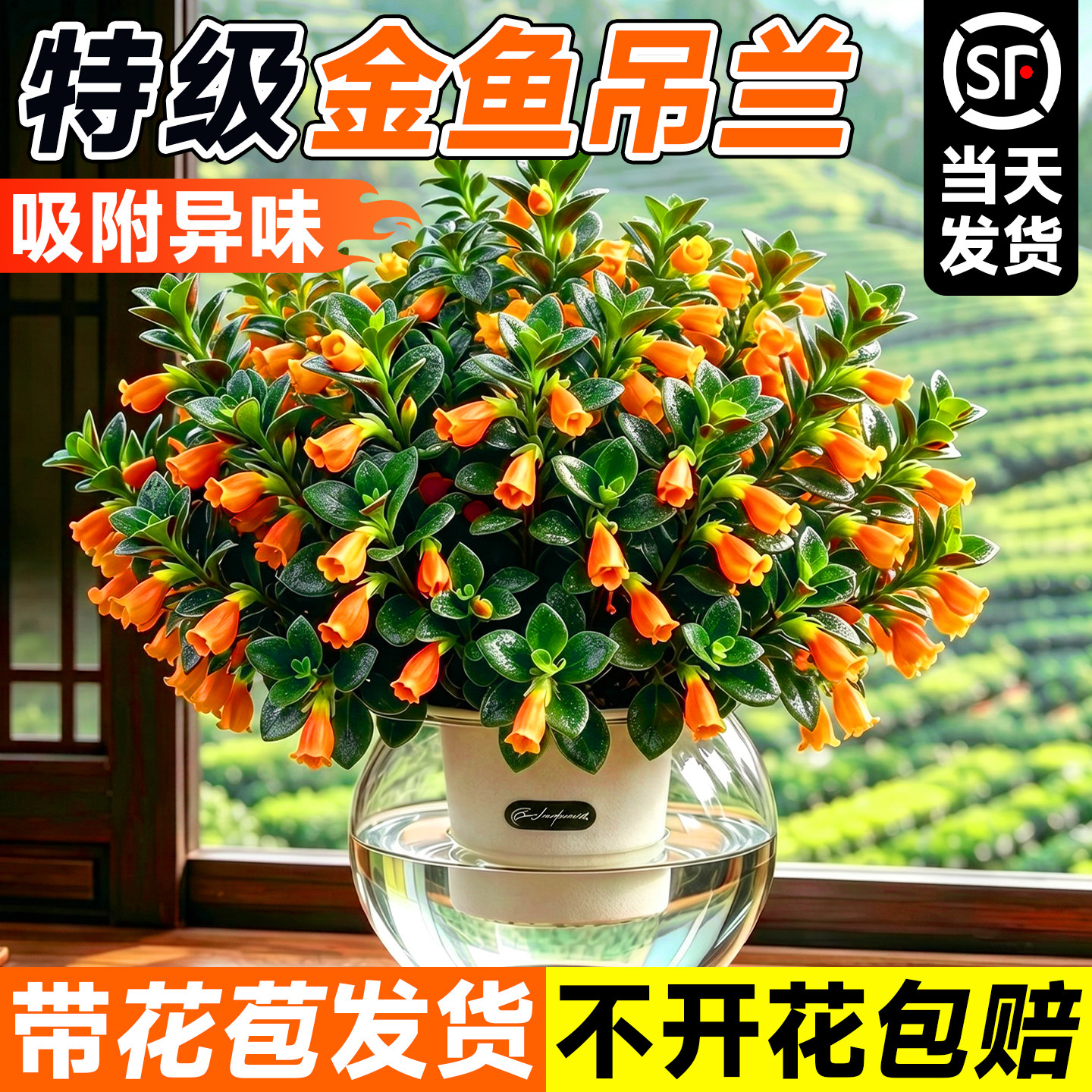 金鱼吊兰盆栽带花苞吊兰垂吊植物四季花卉绿植室内好养水培植物