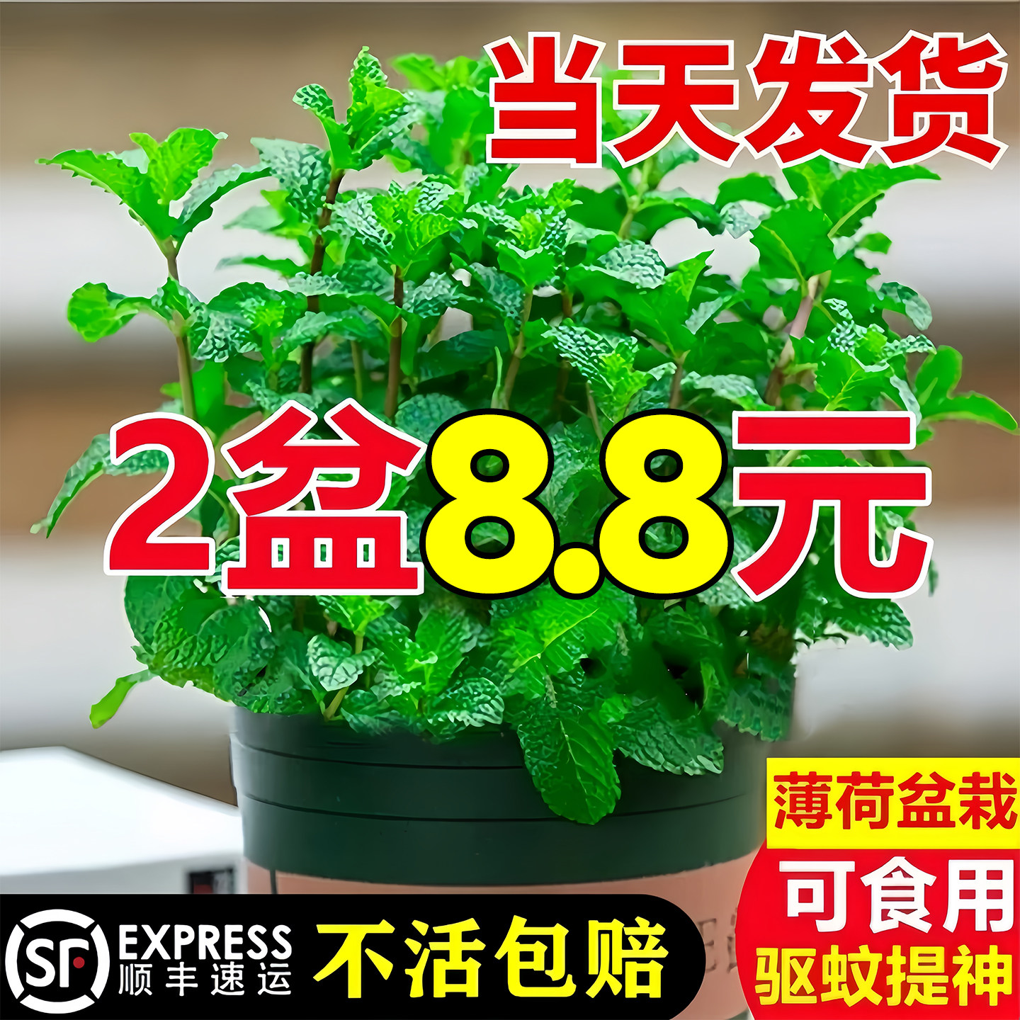 薄荷盆栽水培薄荷叶种籽子新鲜可食用迷迭香驱蚊植物室内绿植花卉