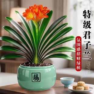 君子兰盆栽带花苞招财旺宅桌面盆景绿植室内客厅中式禅意四季植物
