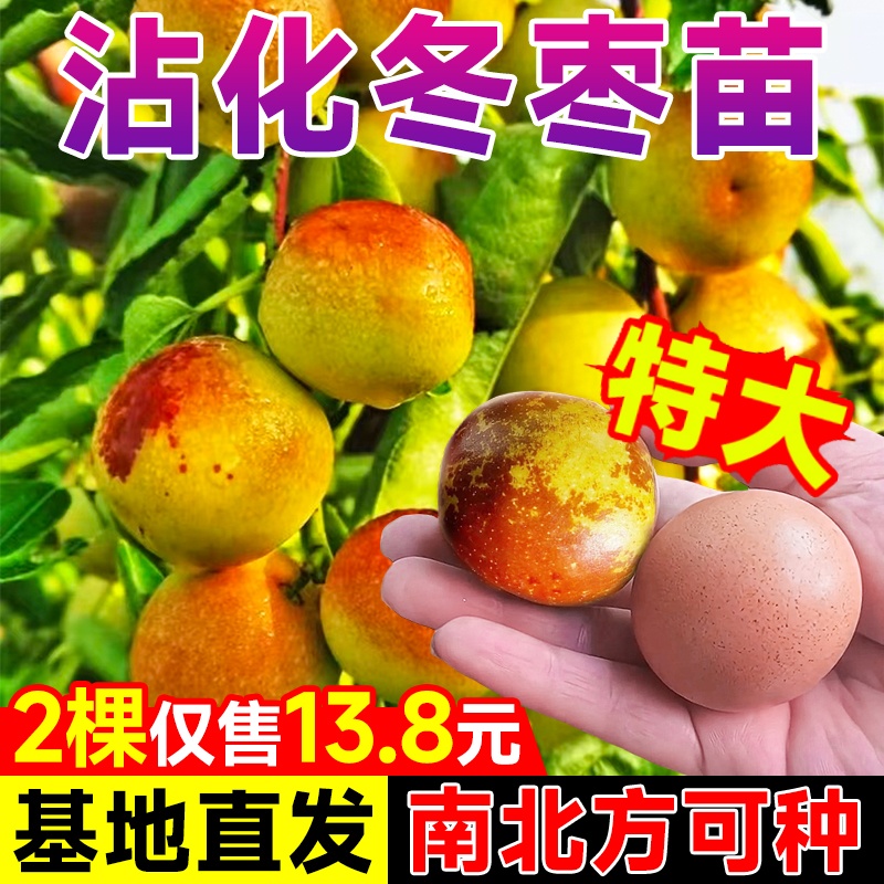 【果大核小】沾化冬枣树活苗