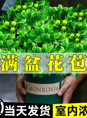 栀子花盆栽四季带花苞树苗浓香型特大号水培室内开花重瓣花卉绿植