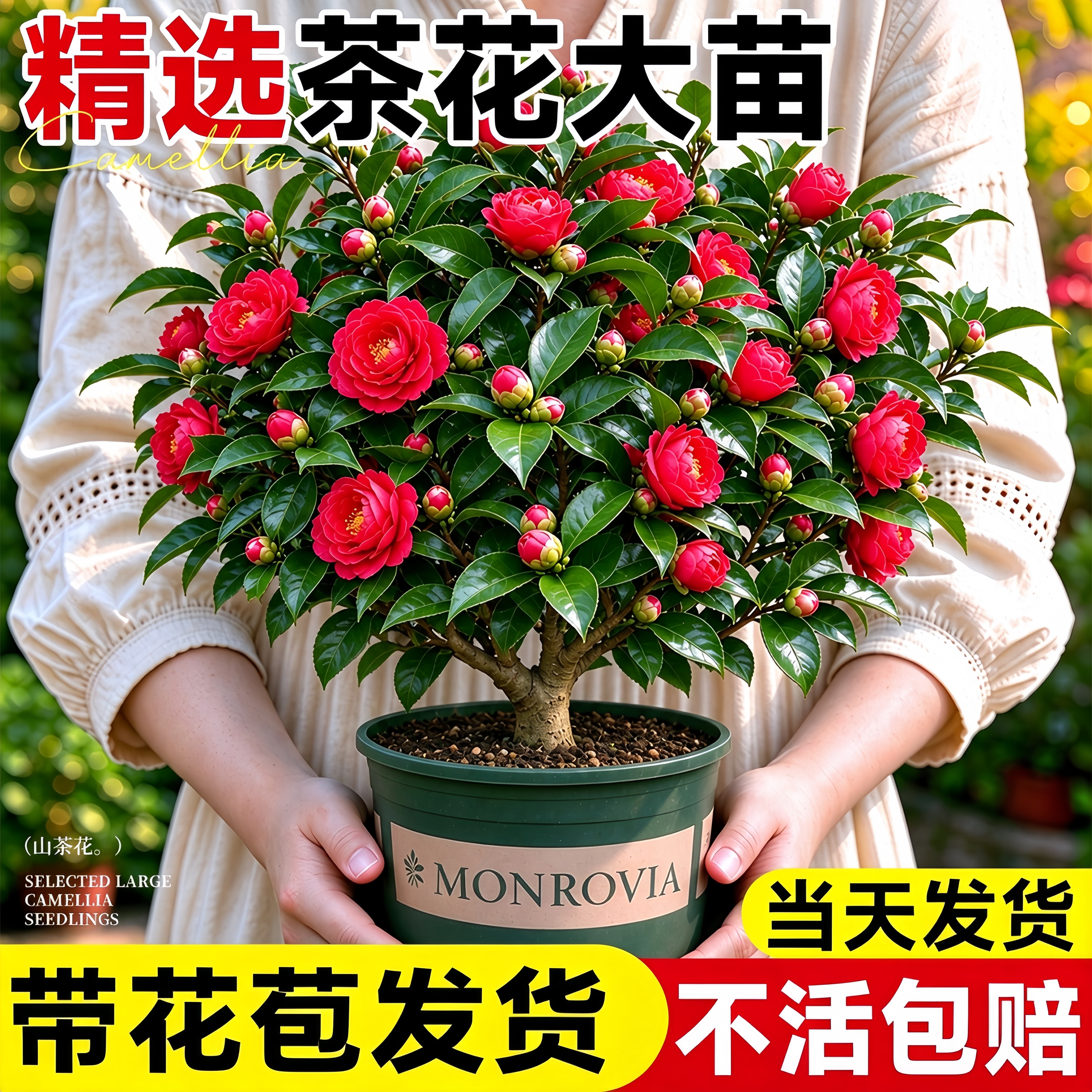 【全网热销】山茶花盆栽香妃树