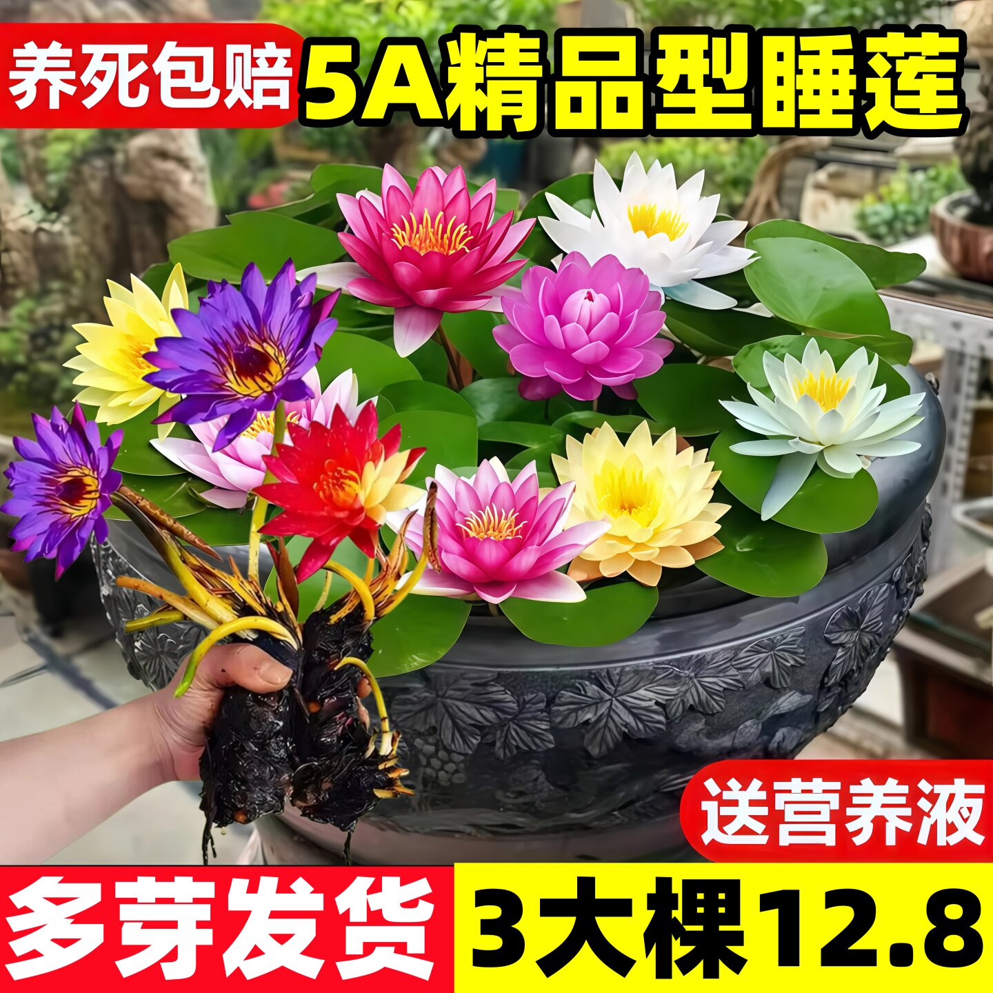 睡莲水培植物带花苞四季开花大型池塘荷花藕种子盆栽水养莲花根块