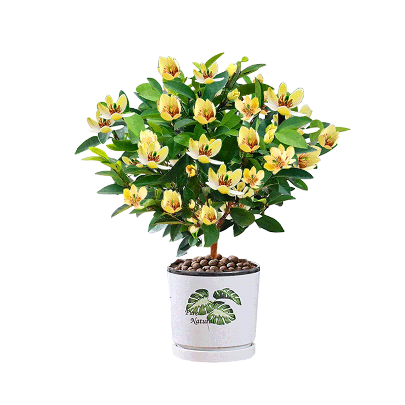 含笑花盆栽树苗带花苞香蕉花浓香室内外阳台庭院地栽四季开花植物