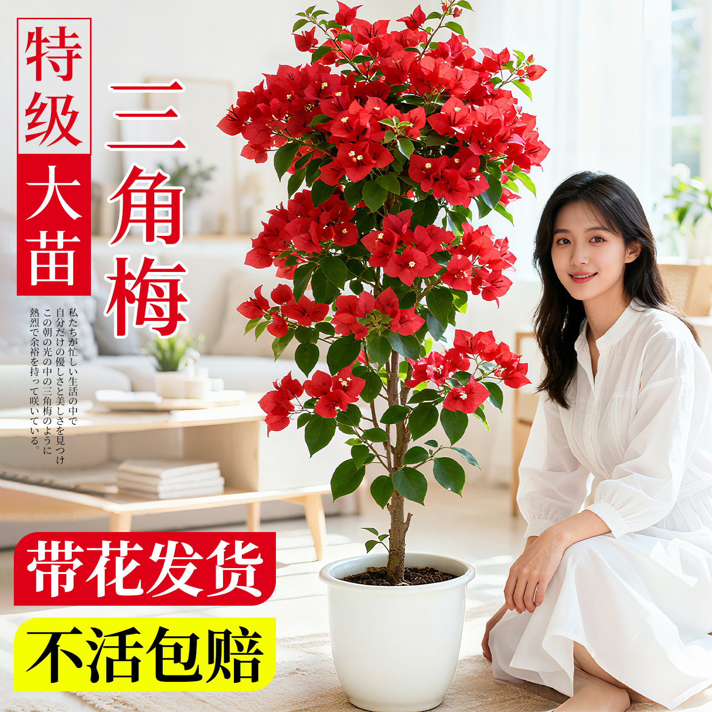 重瓣三角梅盆栽带花苞发货冬天室外耐寒耐热四季开花植物阳台花卉,鲜花速递/花卉仿真/绿植园艺,绣球/木绣球/木本植物,淘宝优惠券,粉丝福利购,淘宝优惠卷