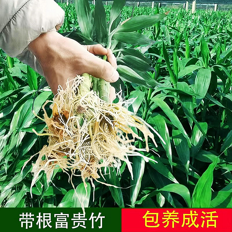 富贵竹水培植物水养粗杆发财带根步步高转运竹子花卉盆栽室内客厅