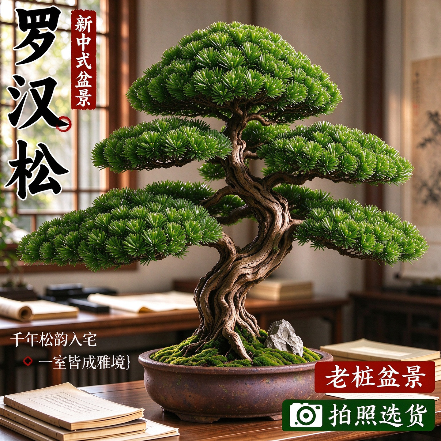 【长寿安康守财聚富】造型罗汉松