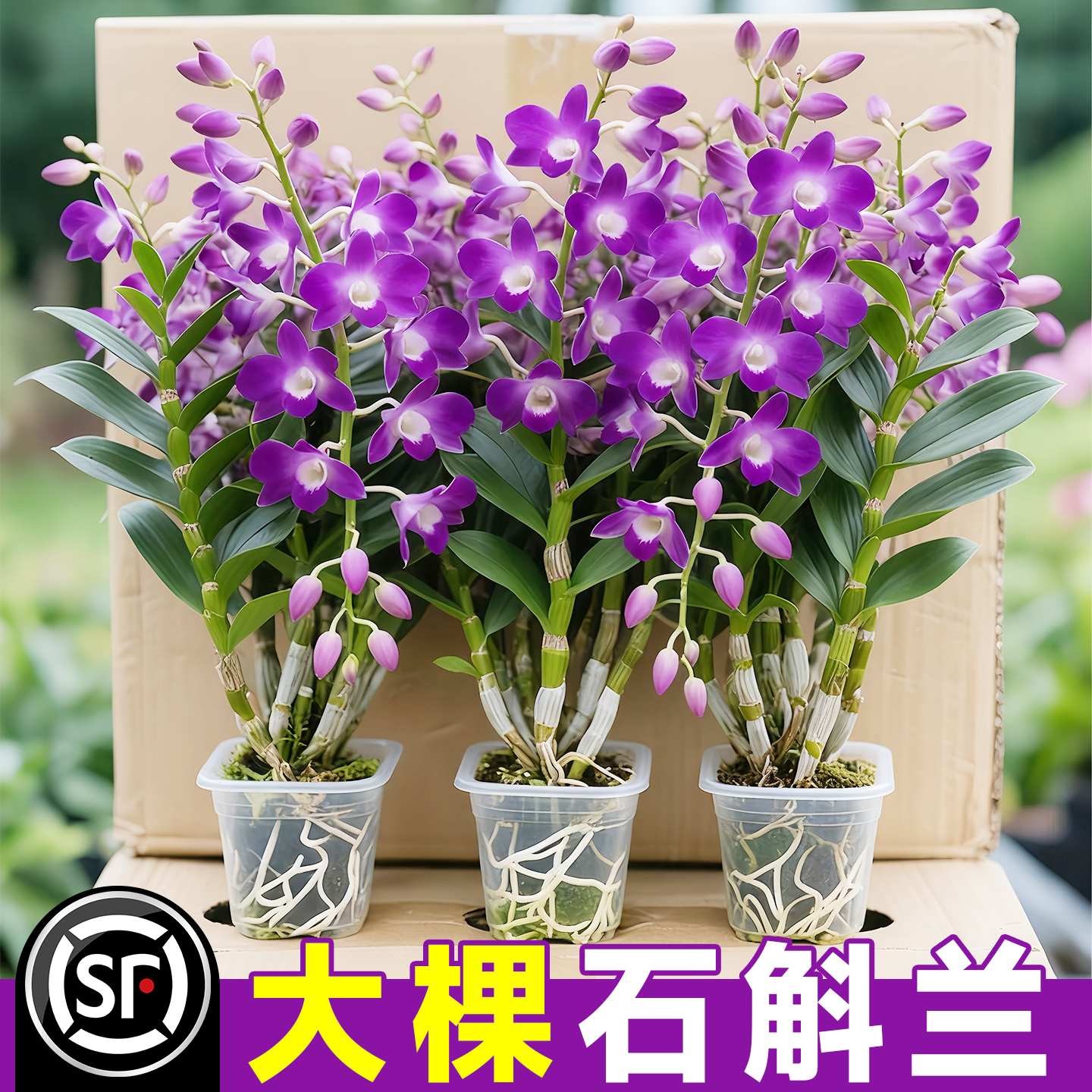 【满屋飘香】七彩石斛兰
