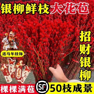 招财银柳真花鲜枝干花客厅摆件