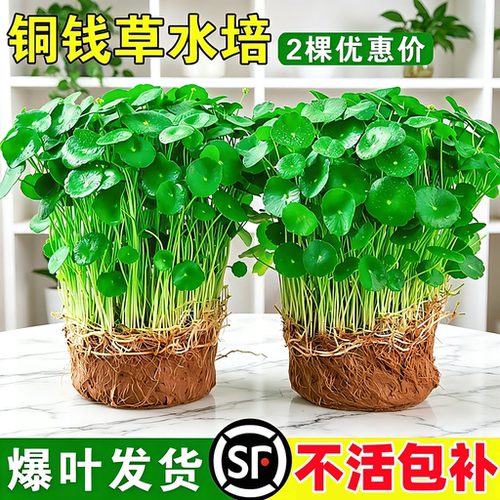 铜钱草水培植物室内四季常青好养