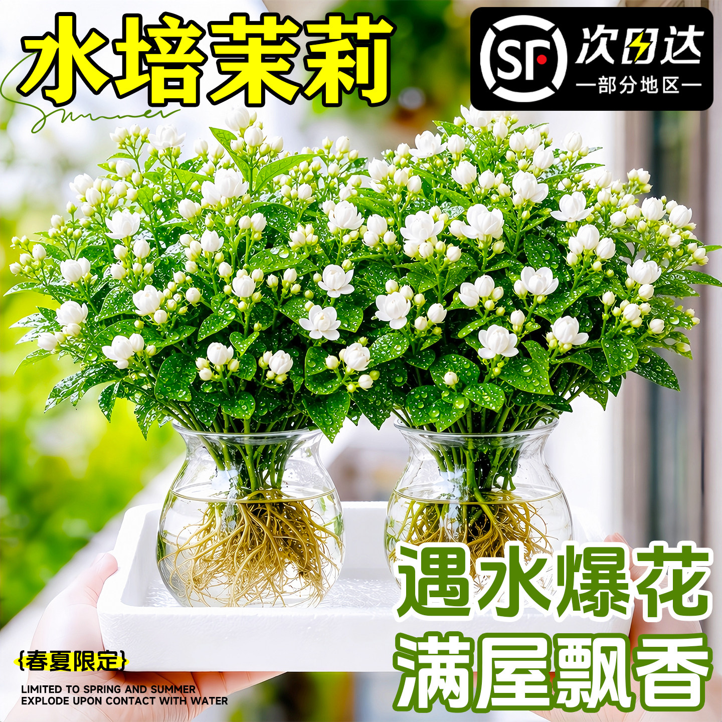 水培植物茉莉花盆栽带花苞室内花卉绿植懒人鲜花家用插花四季好养