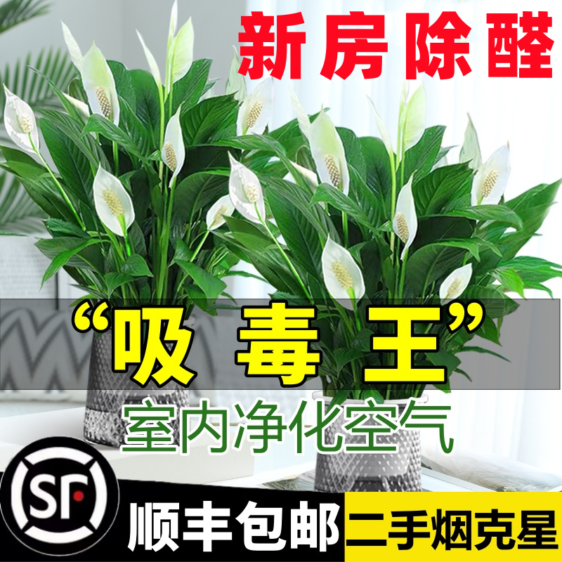 白掌一帆风顺盆栽水培植物