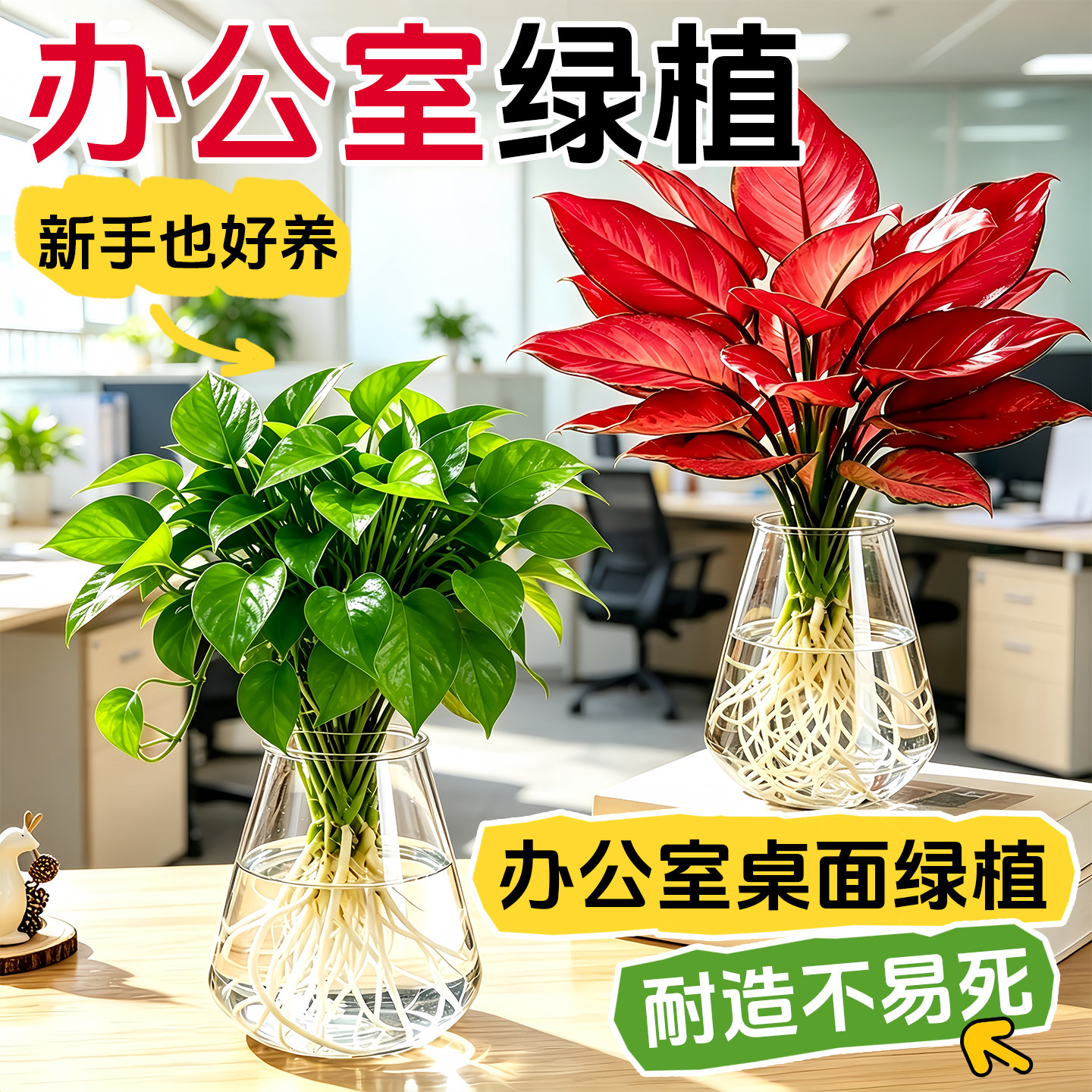 【全网热销】办公室小盆栽绿植图片