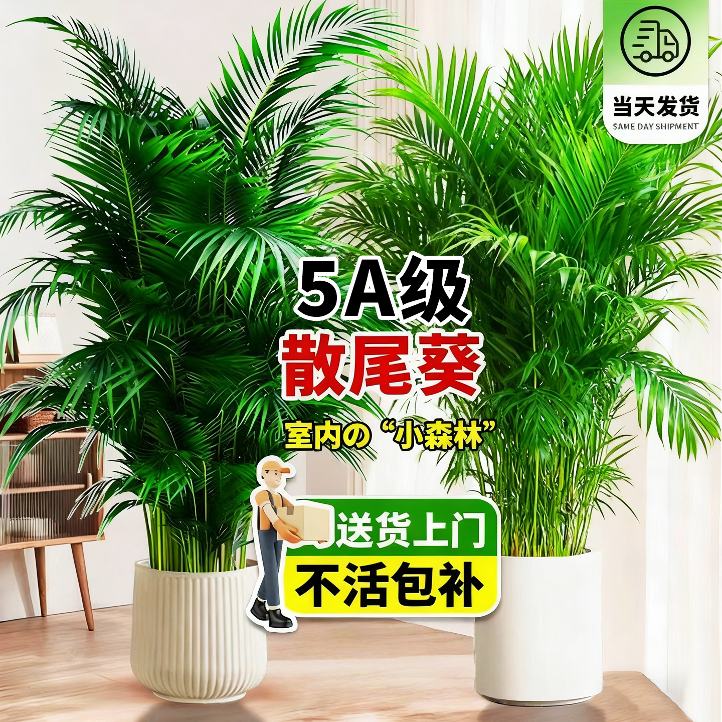 【送货上门】散尾葵植物盆栽室内
